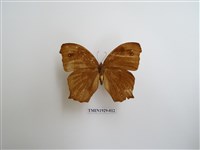 藏品(森林暮眼蝶)的圖片